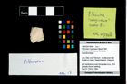 Foto (Objekt + Etikett) von Pithonoton marginatum (Meyer, 1842)  (NHMW-GEO-1990-0041-4648)
